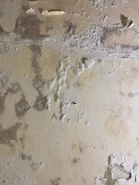 Best Localized Mold Remediation (e.g., coastal areas, humid climates) in Scotia, NY
