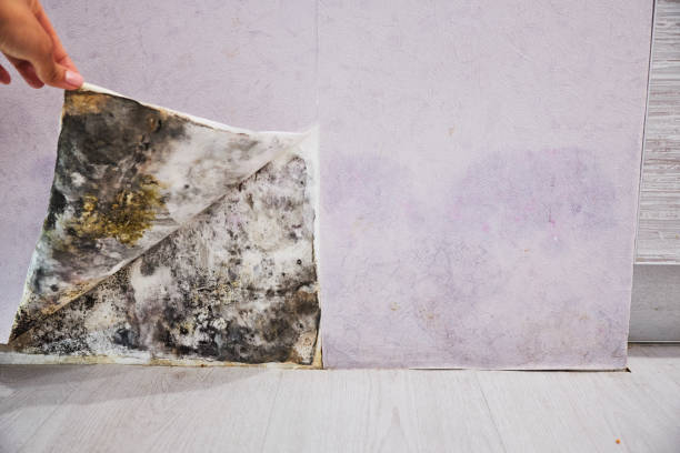 Scotia, NY Mold Remediation Company